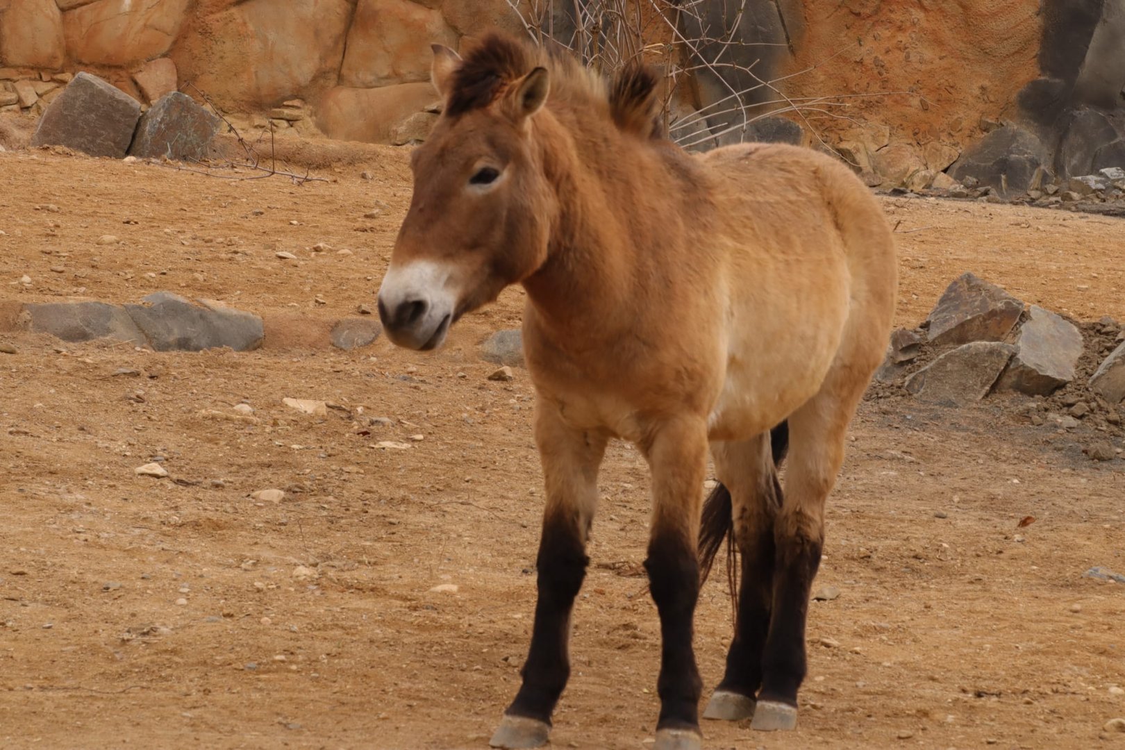 Przewalski´s horse (Equus przewalskii) in the new Gobi exhibit