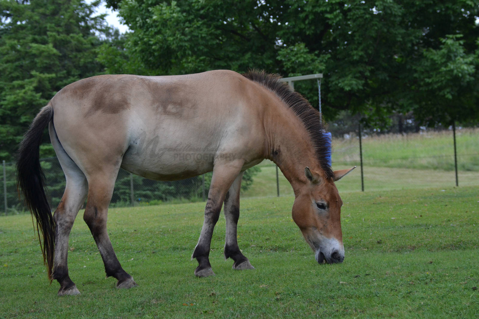 Przewalski?s Horse