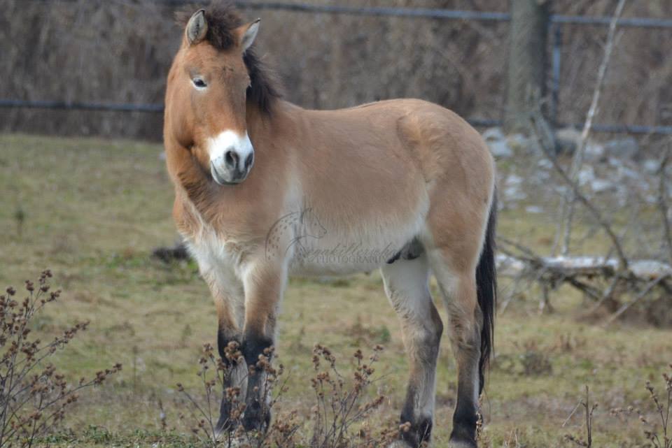 Przewalski?s Horse