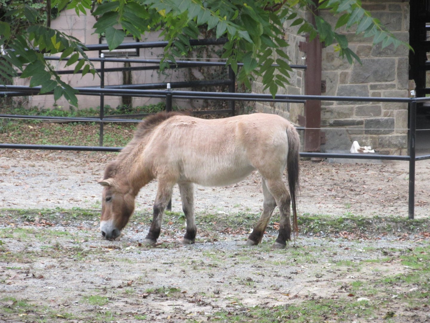 przewalski´s horse