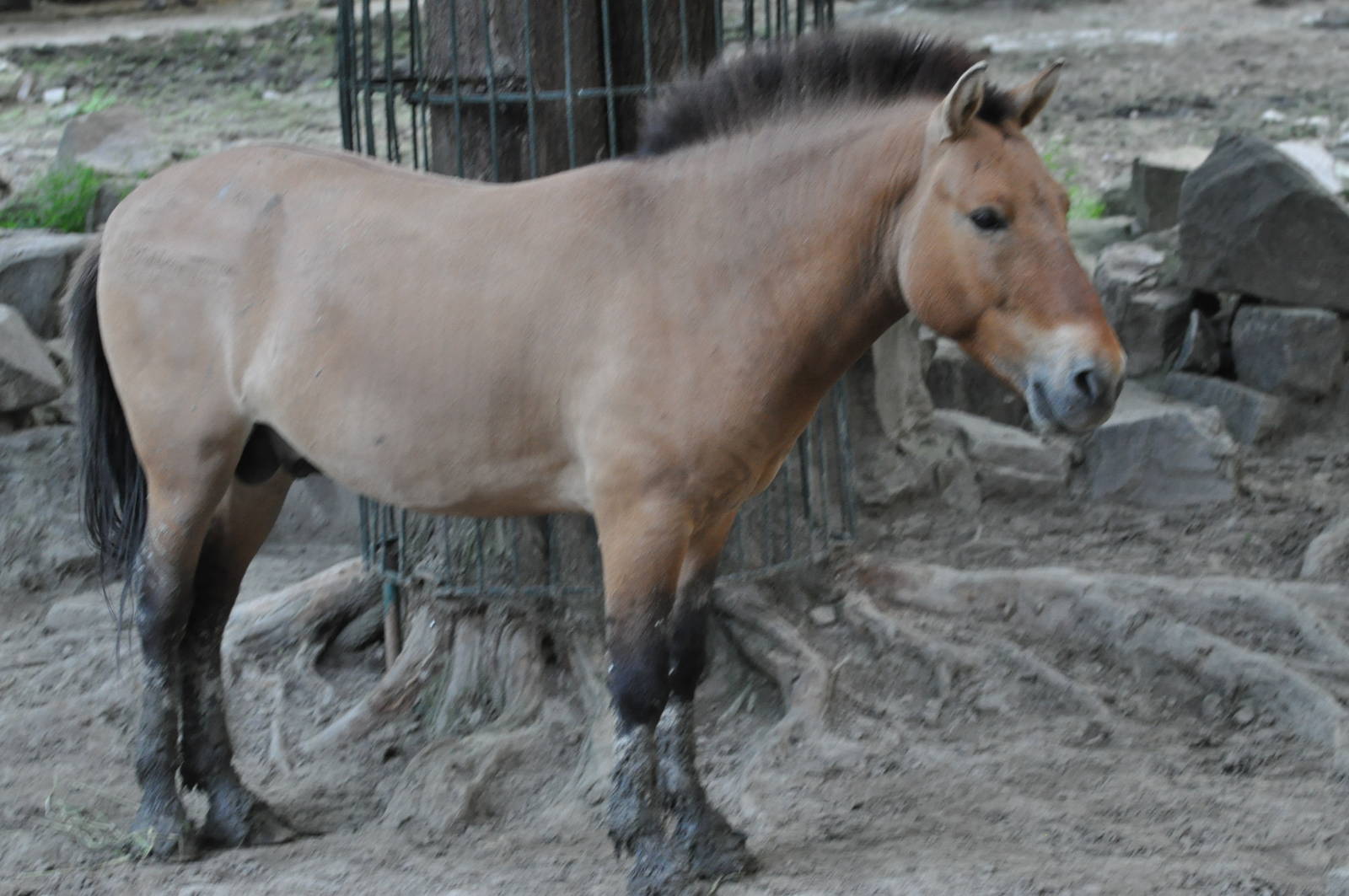 Przewalski`s wild horse/ Equus caballus przewalskii