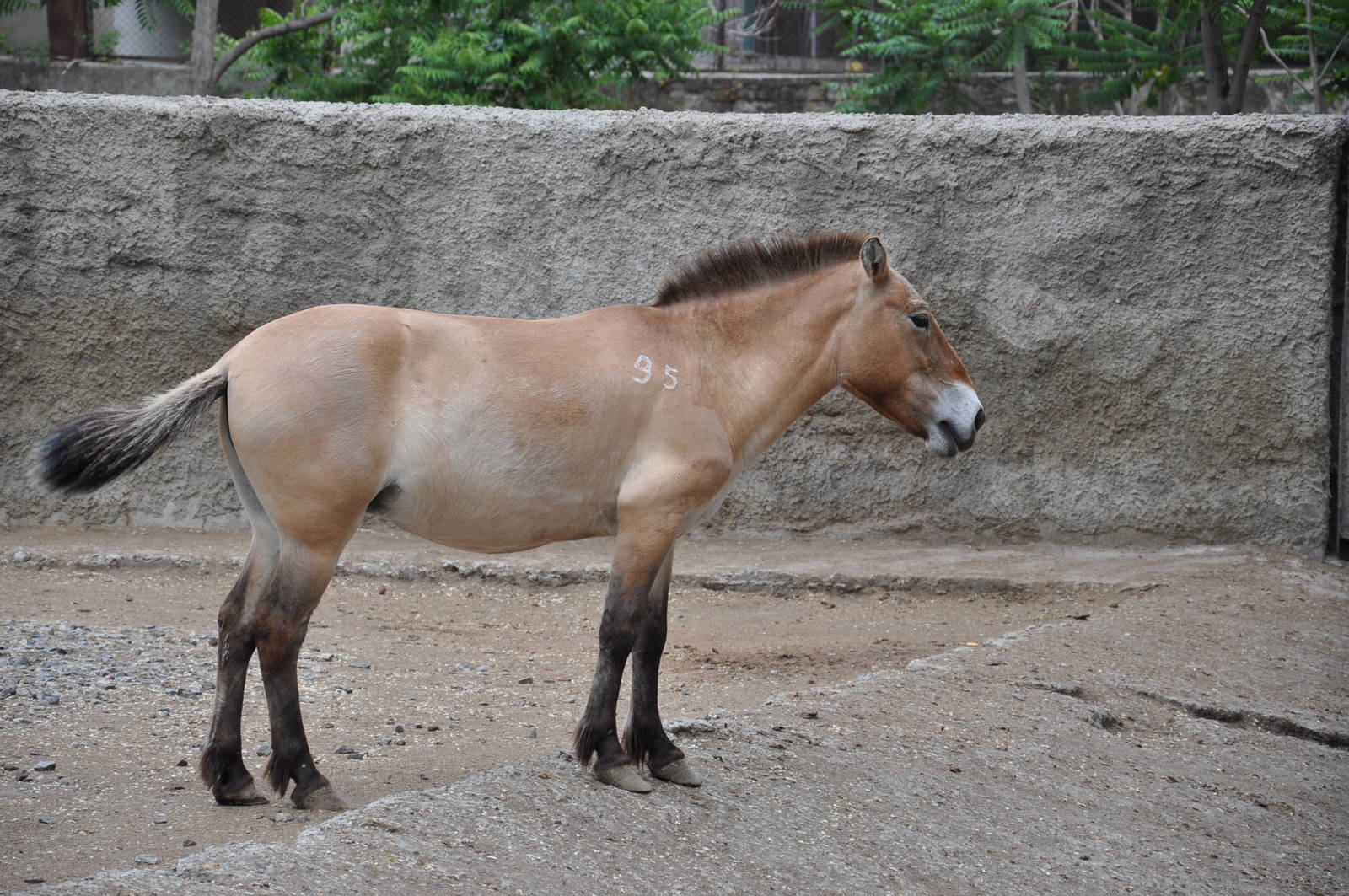 Przewalski`s wild horse/ Equus caballus przewalskii