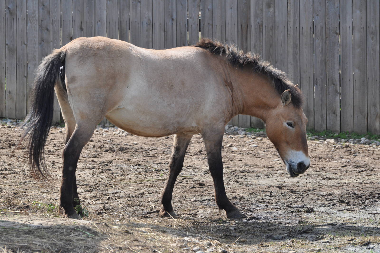 Przewalski`s wild horse/ Equus caballus przewalskii