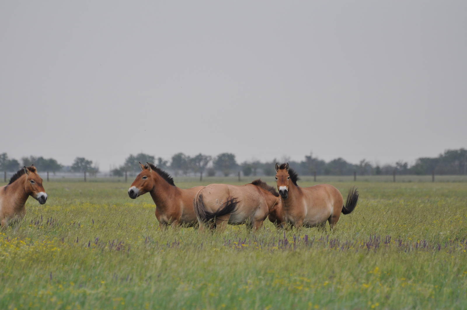Przewalski`s wild horse/ Equus caballus przewalskii