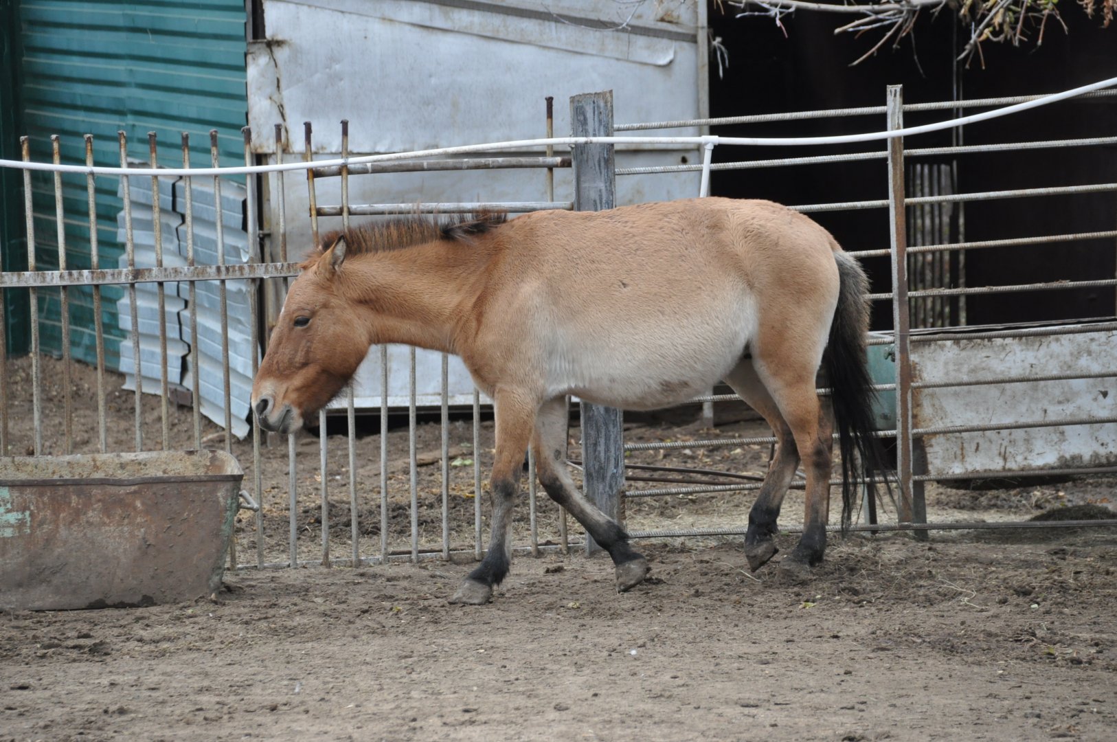 Przewalski`s wild horse/ Equus caballus przewalskii