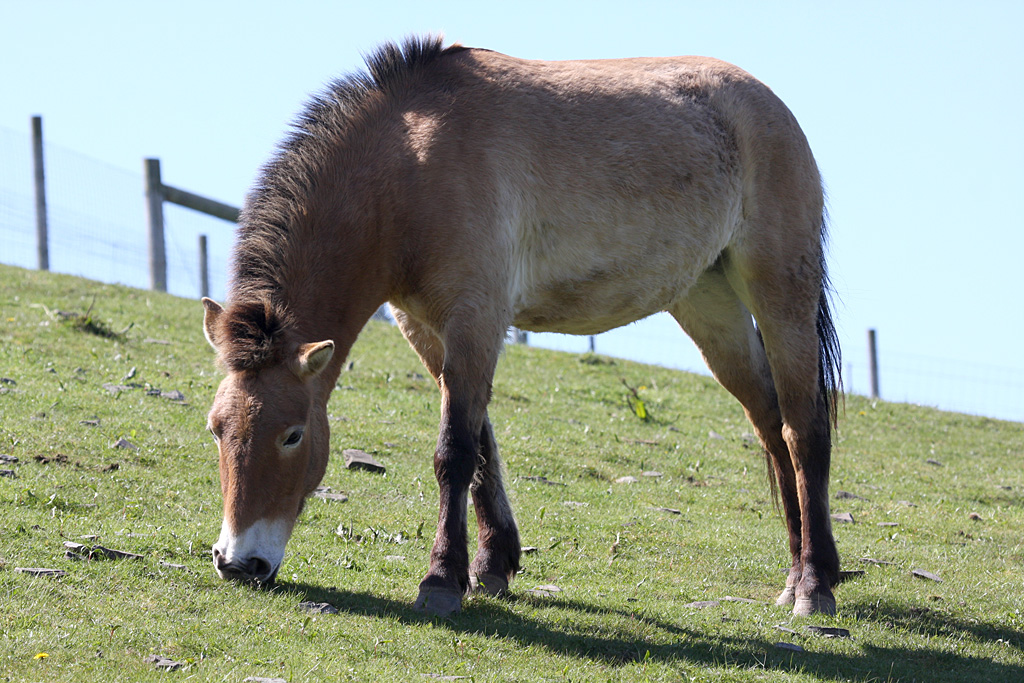 Przewalski Wild Horse at Welsh Mountain Zoo