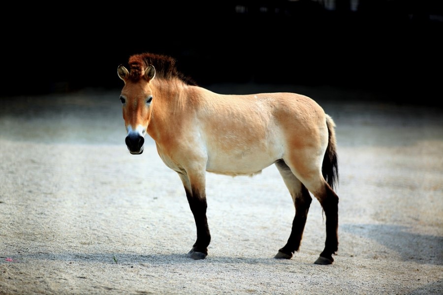 Przewalski wild horse in Seoul zoo