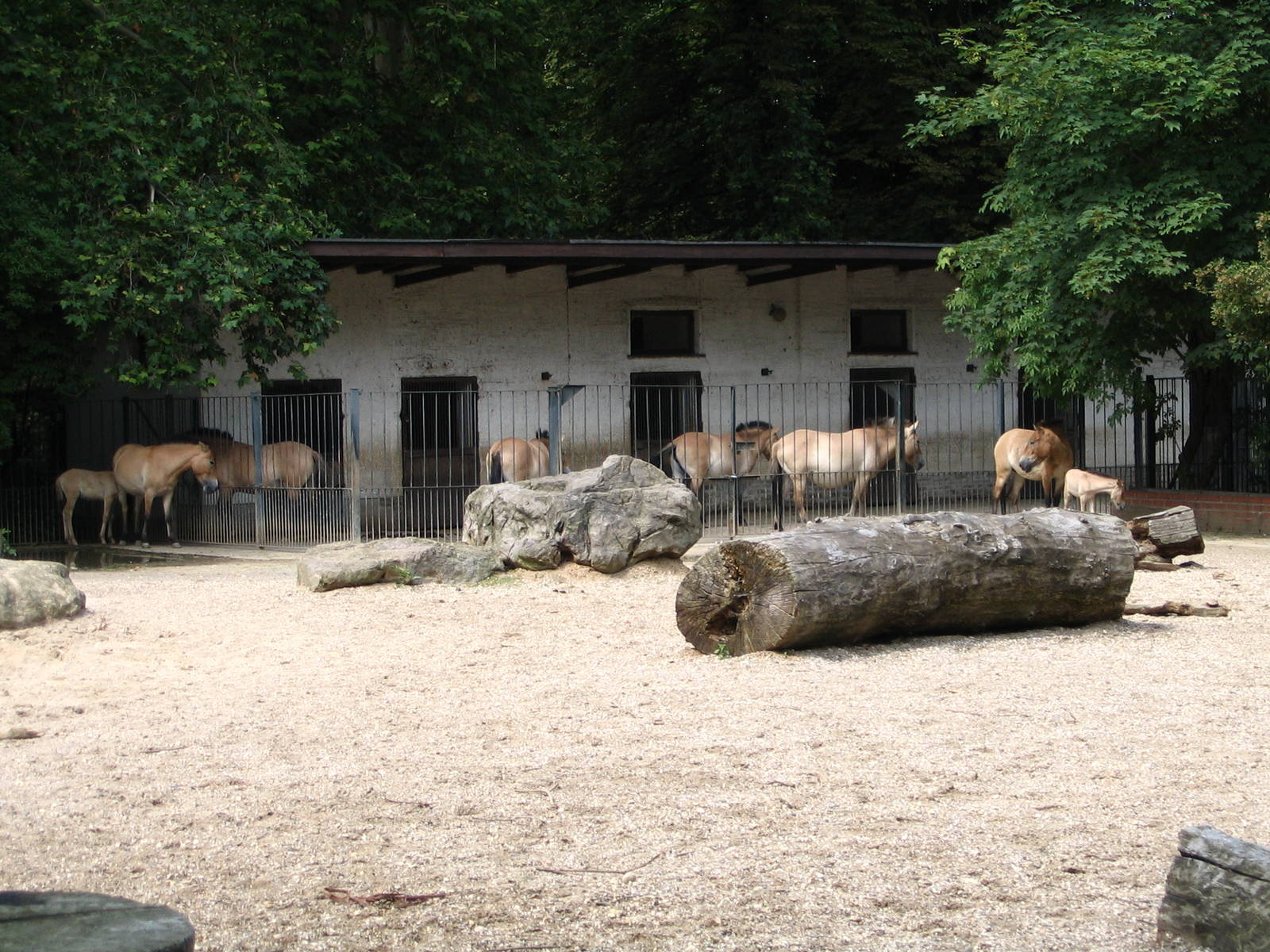 Przewalski wild horse offspring