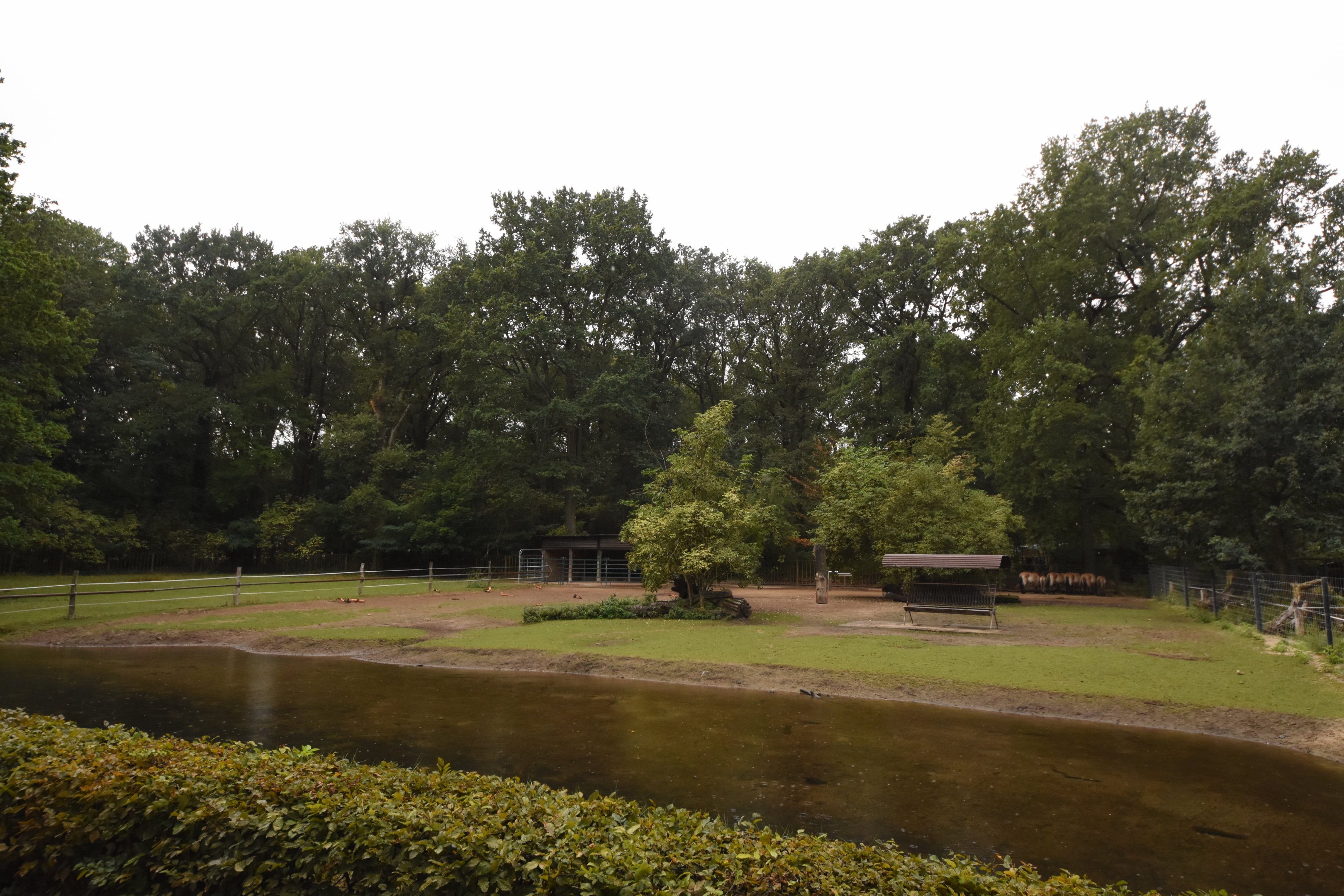 Przewalski wild horse paddock