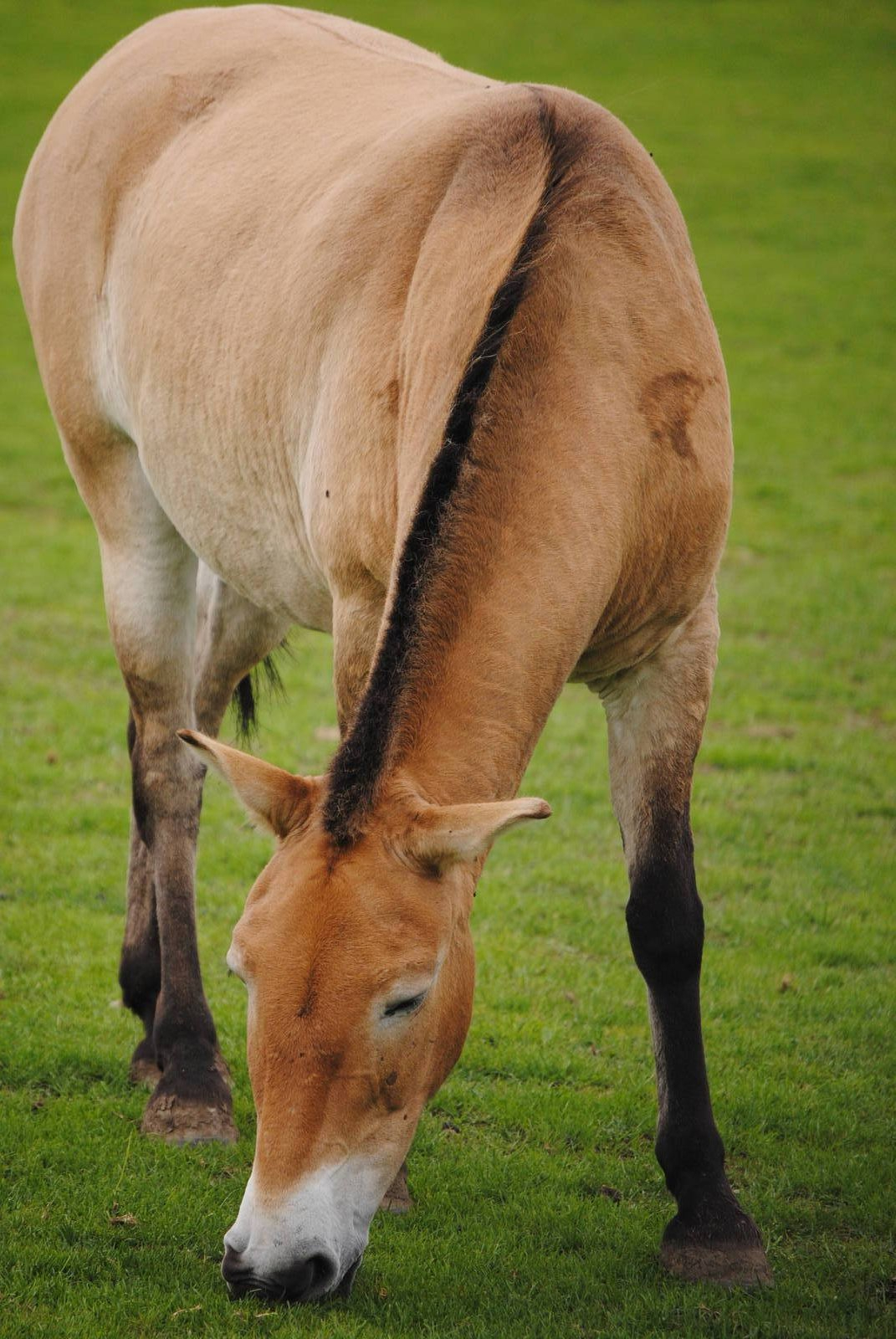 Przewalski Wild Horse