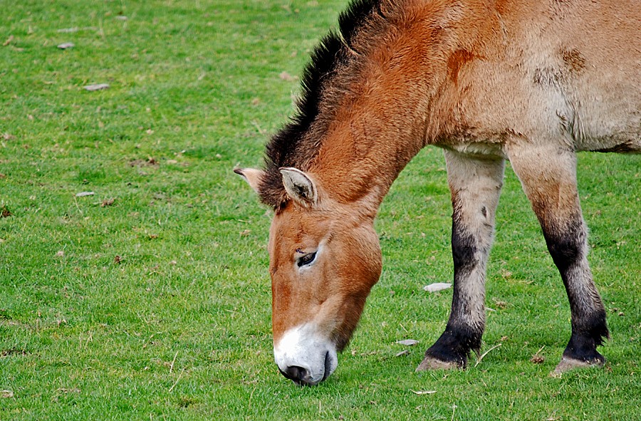 Przewalski Wild Horse