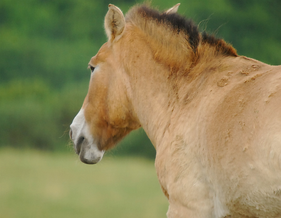 PRZEWALSKI WILD HORSE