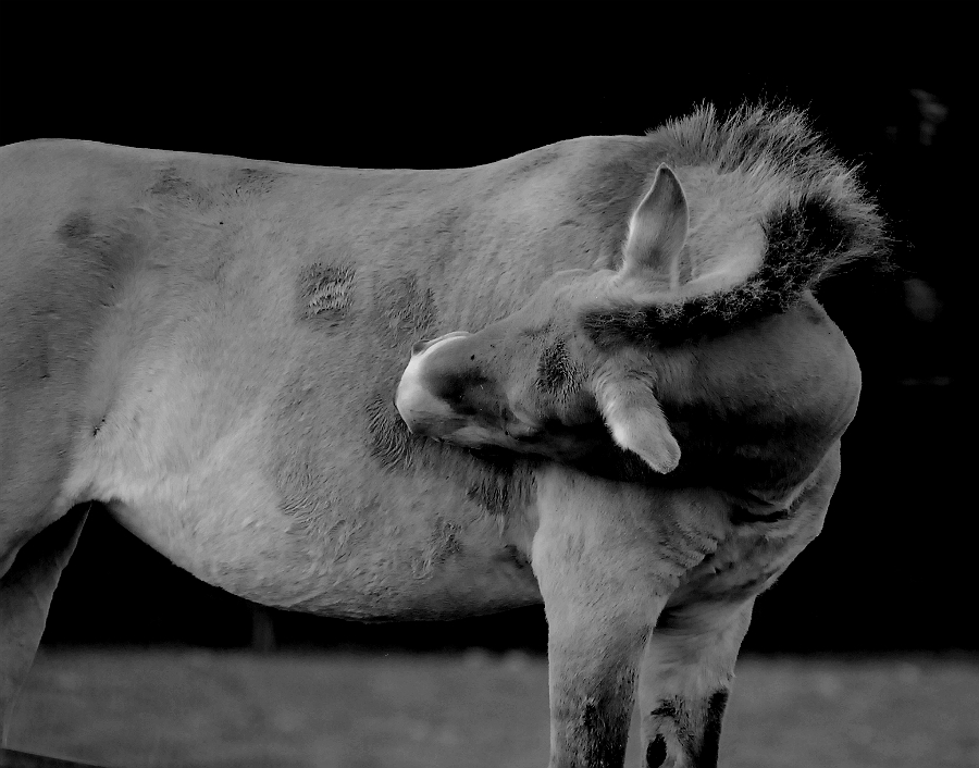 PRZEWALSKI WILD HORSE