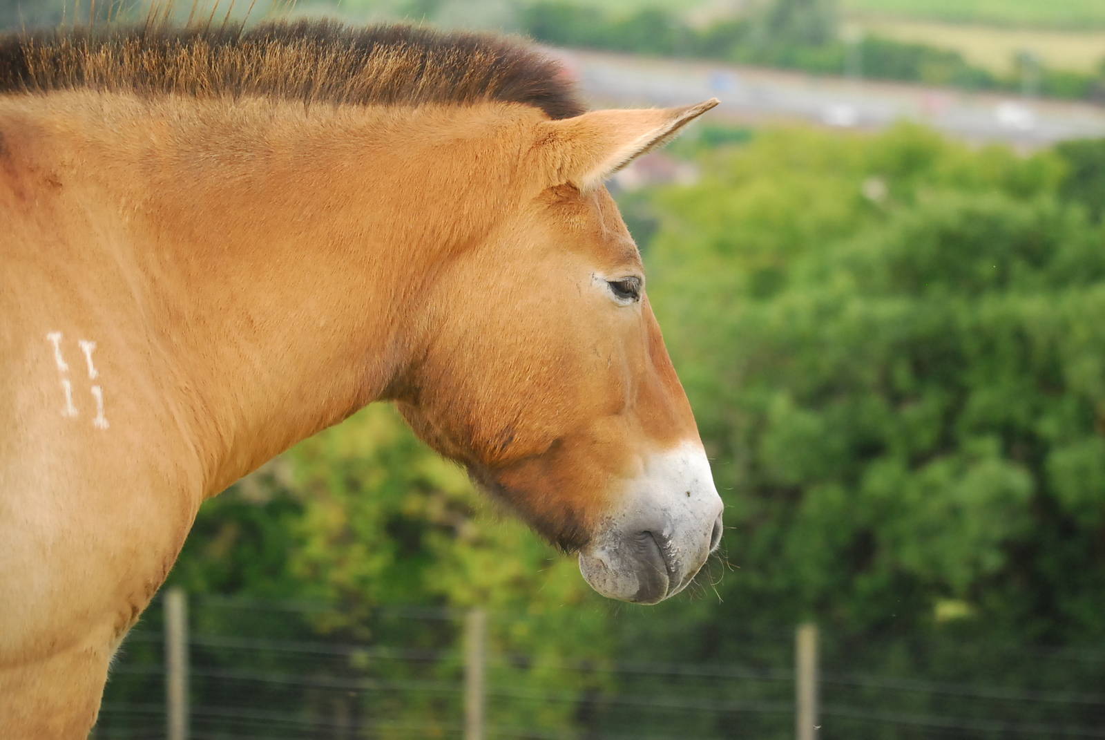 PRZEWALSKI WILD HORSE