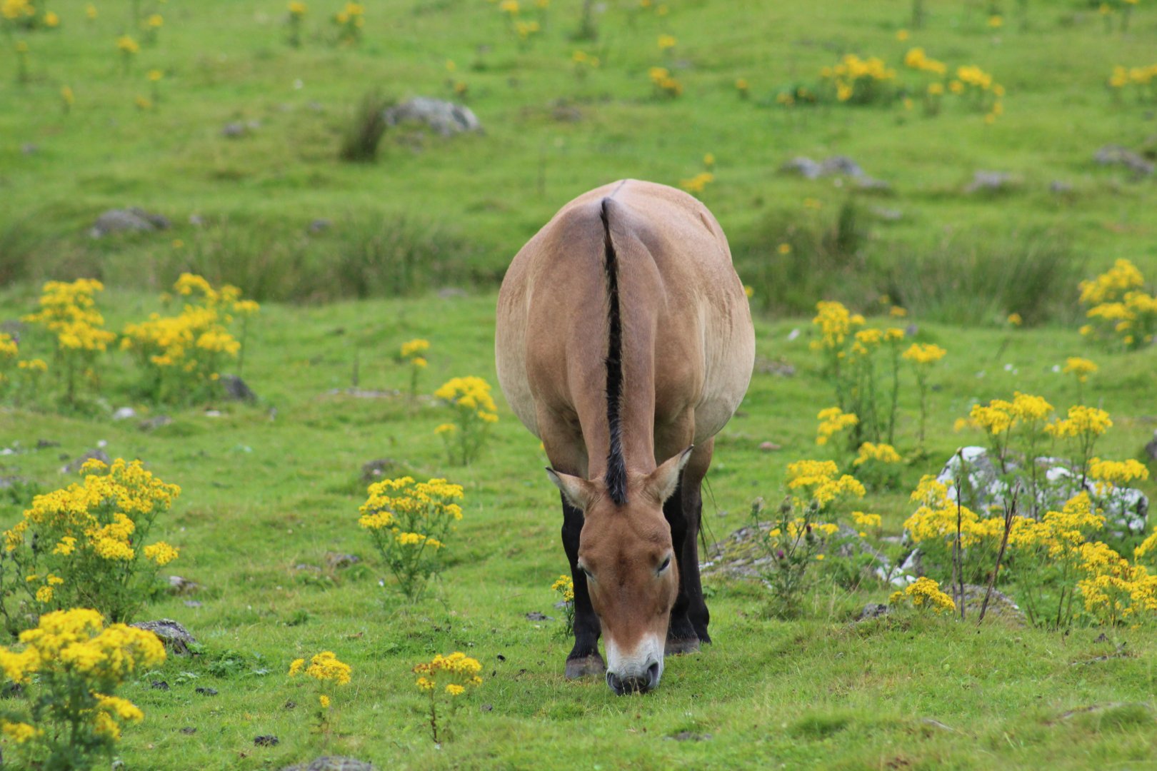 Przewalski Wild Horse