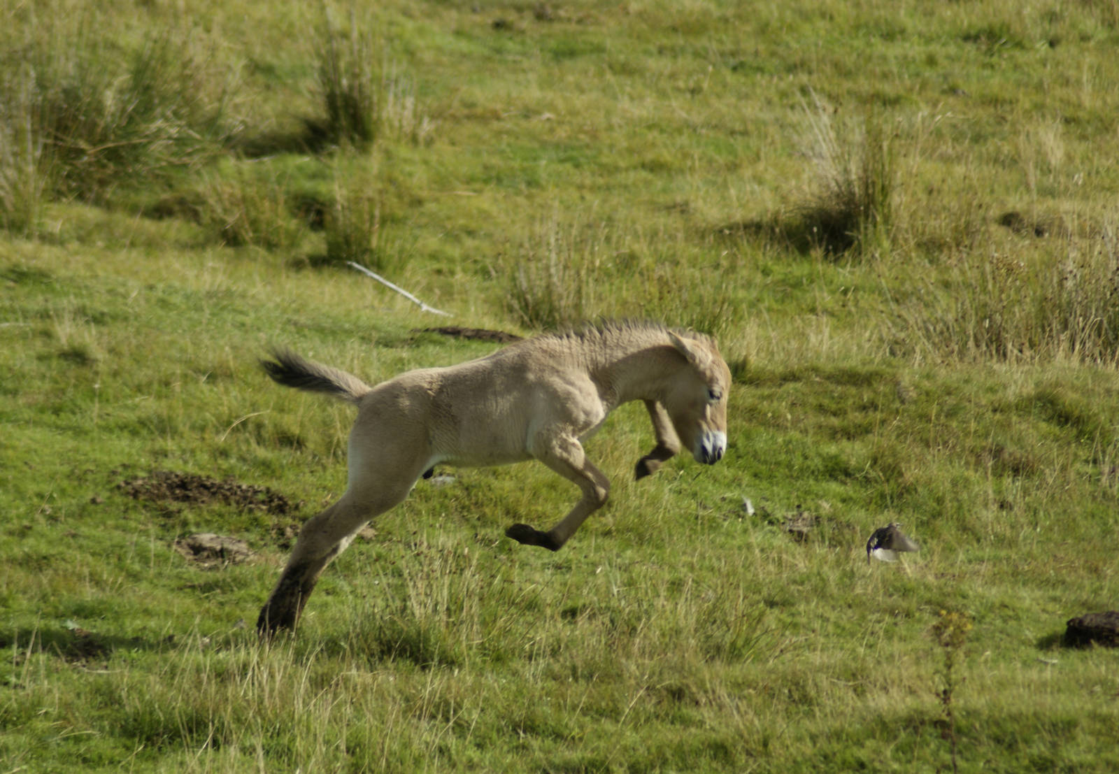 Przewalski's foal born 2/9/2013