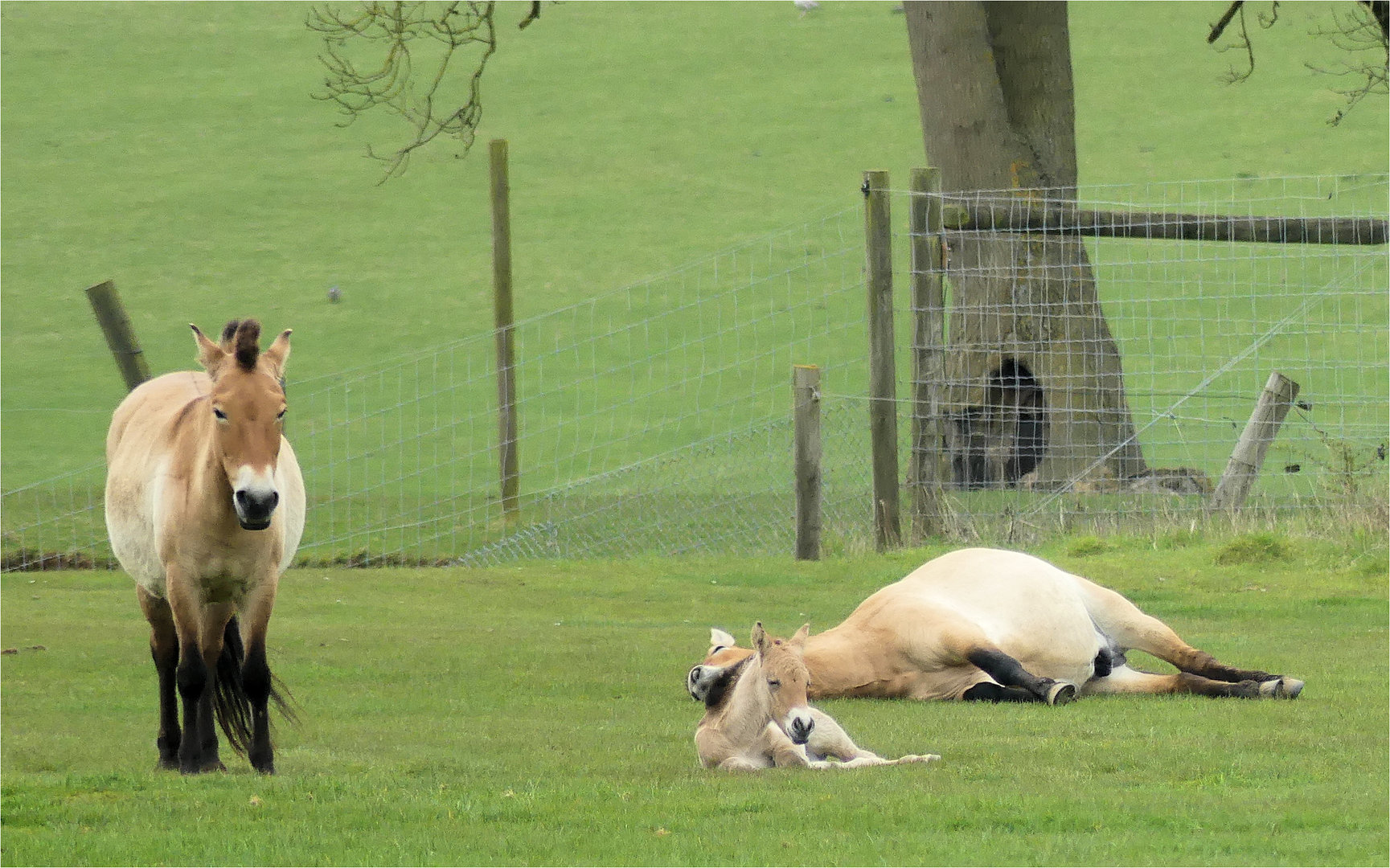 Przewalski's Foal Luunjin Born 13 April 2023