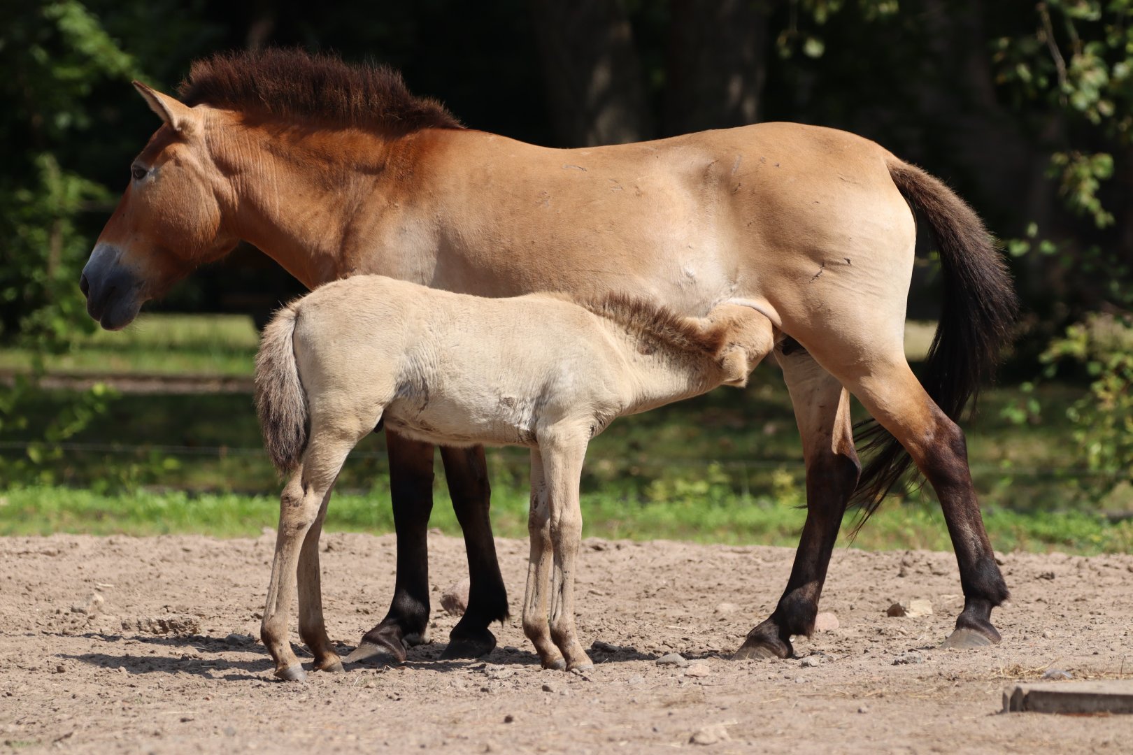 Przewalski's Foal Suckling