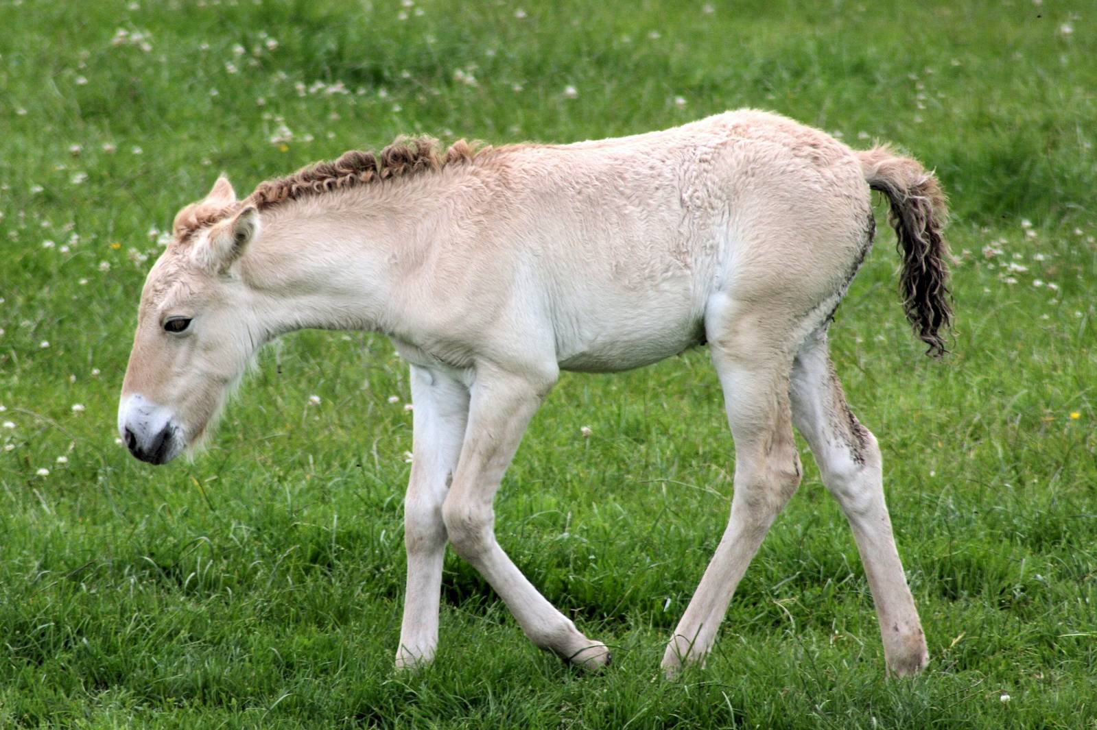 Przewalski's foal; Whipsnade;30th June 2016