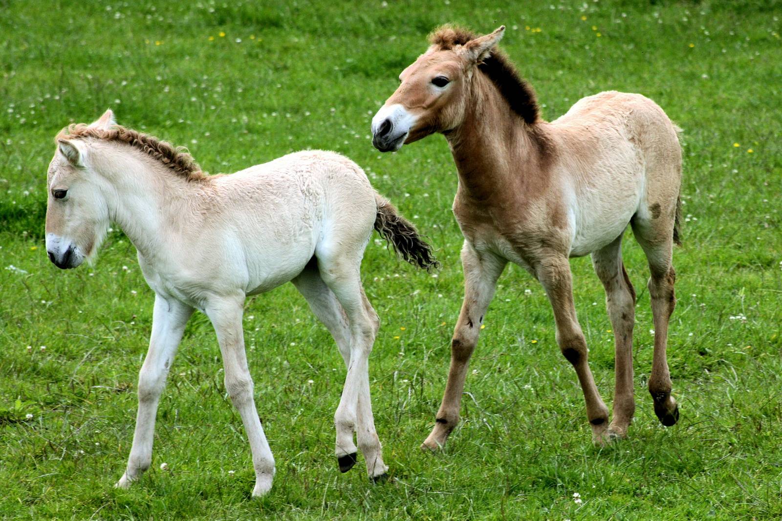 Przewalski's foals; Whipsnade; 30th June 2016