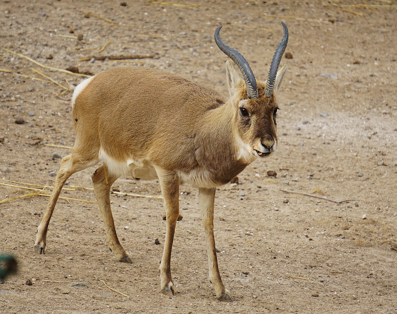Przewalski's gazelle (Procapra przewalskii)