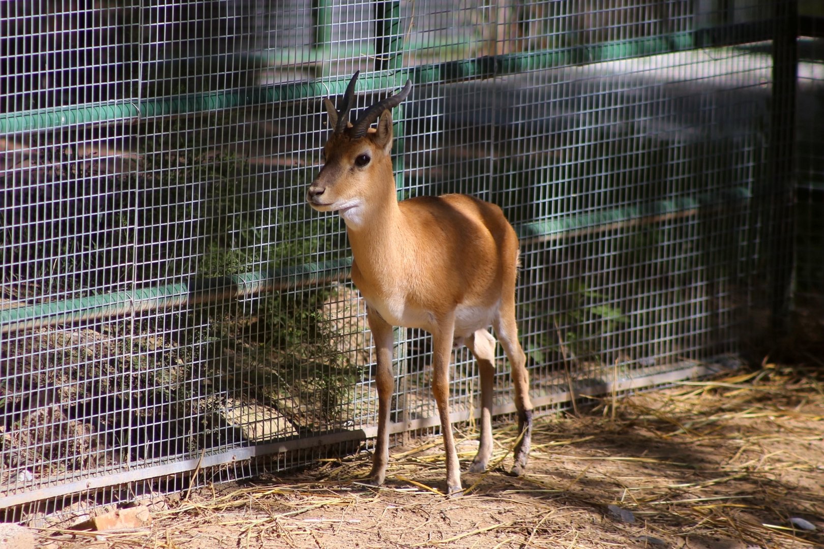 Przewalski's Gazelle (Procapra przewalskii)