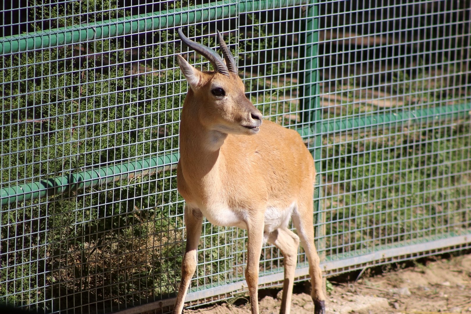 Przewalski's Gazelle (Procapra przewalskii)