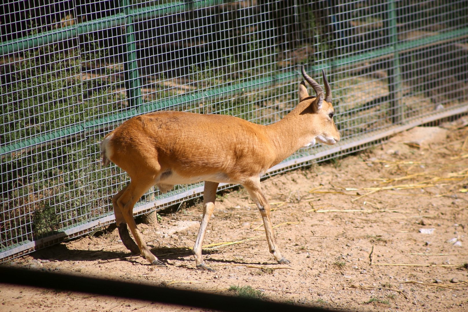 Przewalski's Gazelle (Procapra przewalskii)