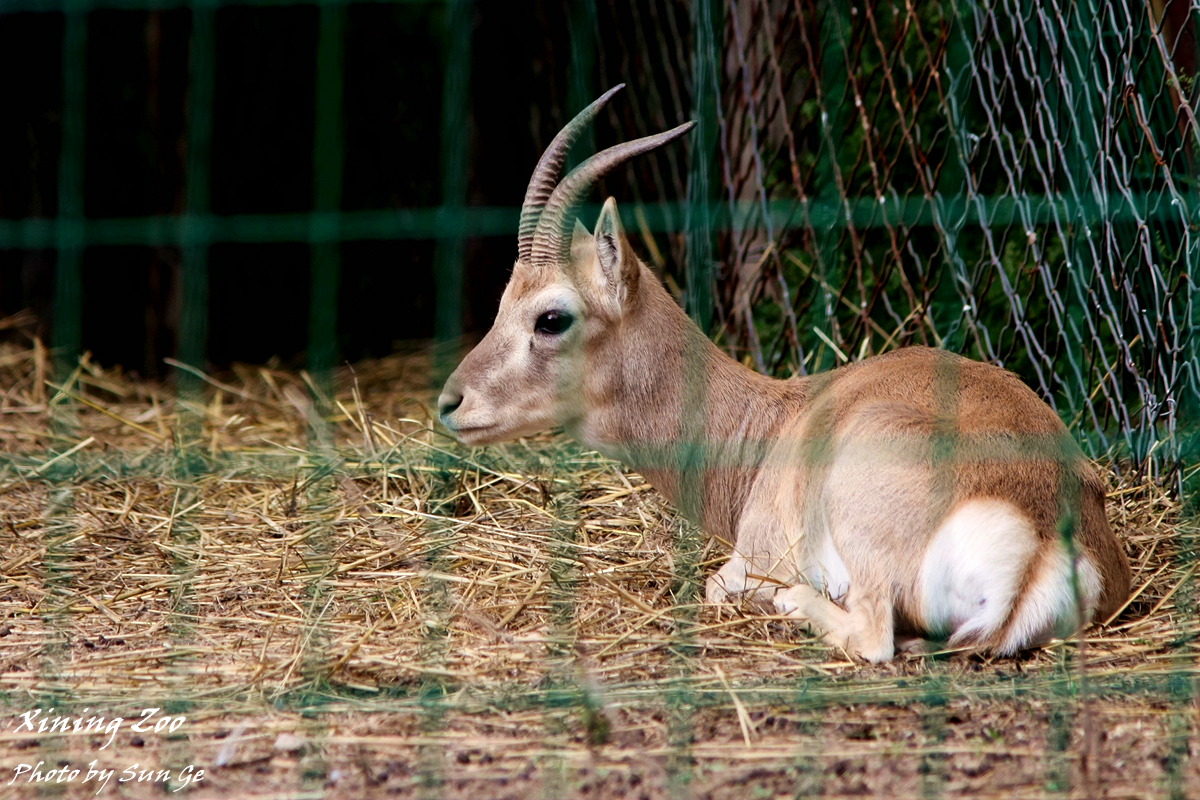 Przewalski's gazelle