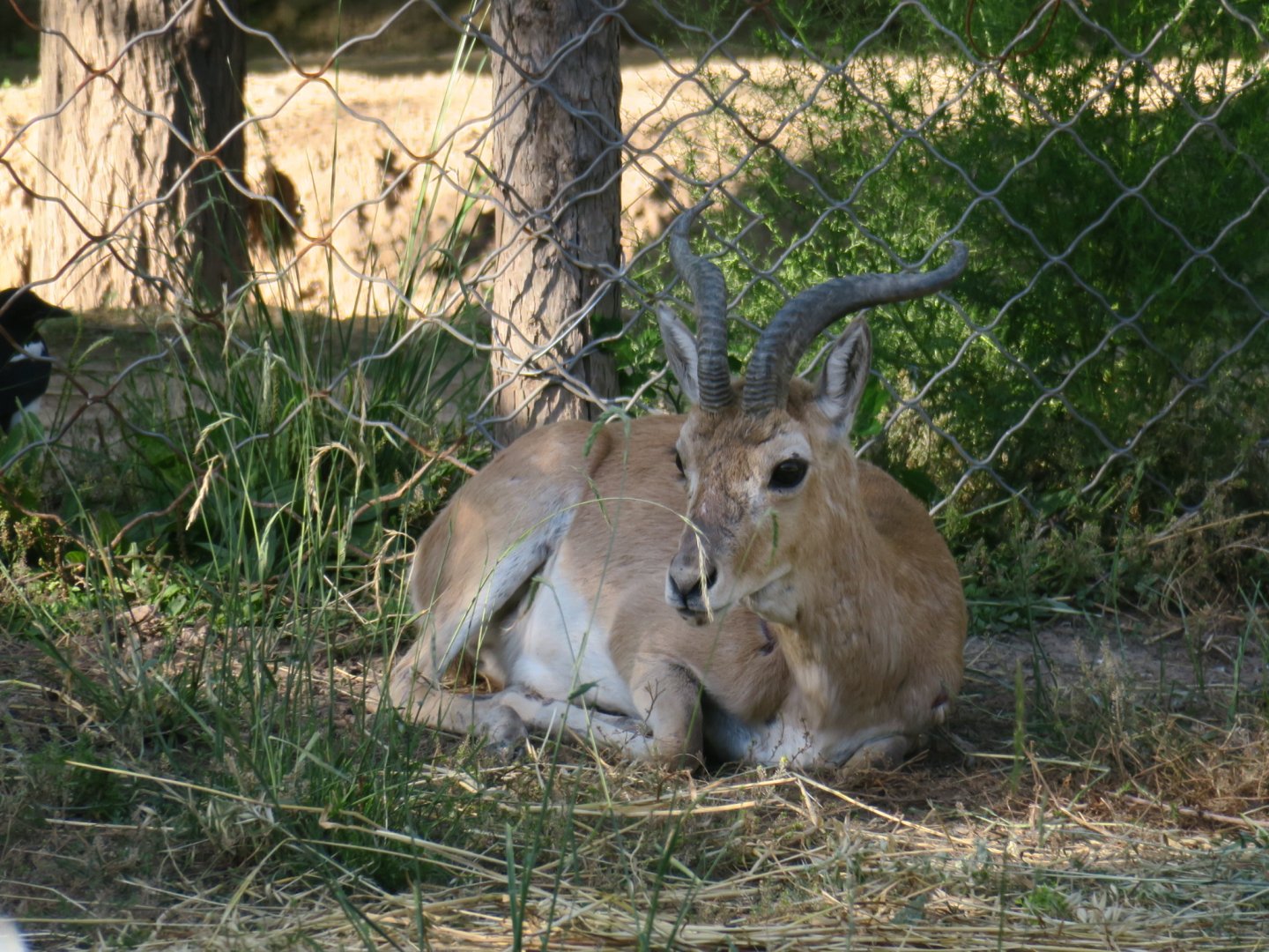 Przewalski's Gazelle