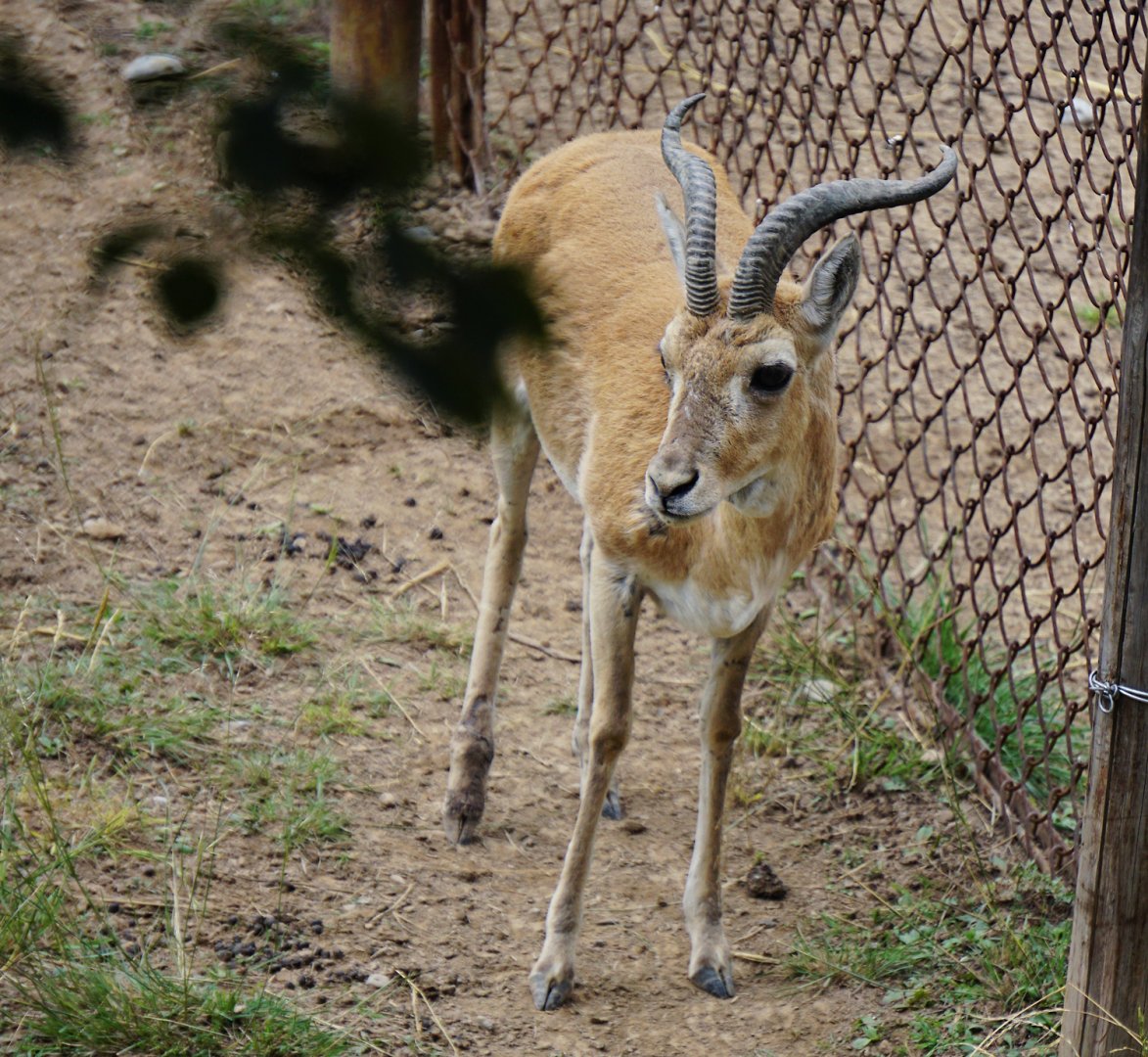 Przewalski's gazelle