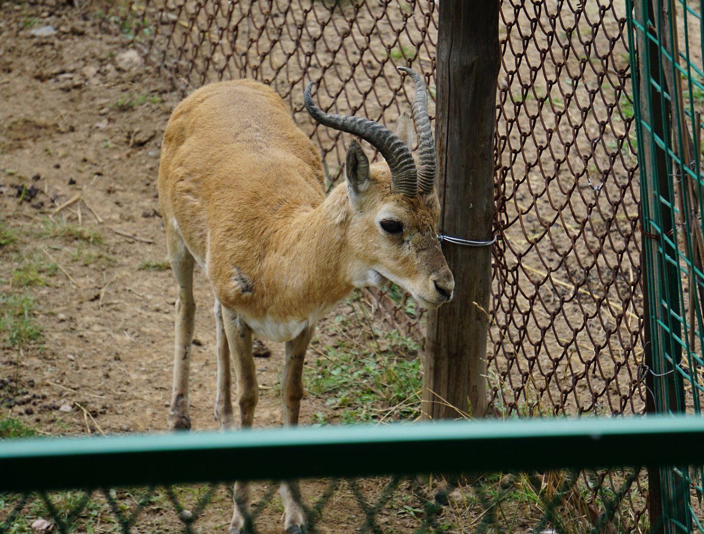 Przewalski's gazelle