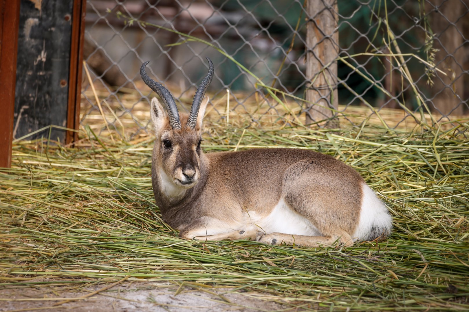 Przewalski's gazelle