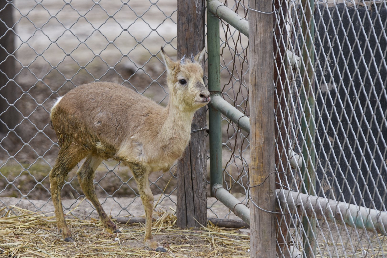 Przewalski's gazelle