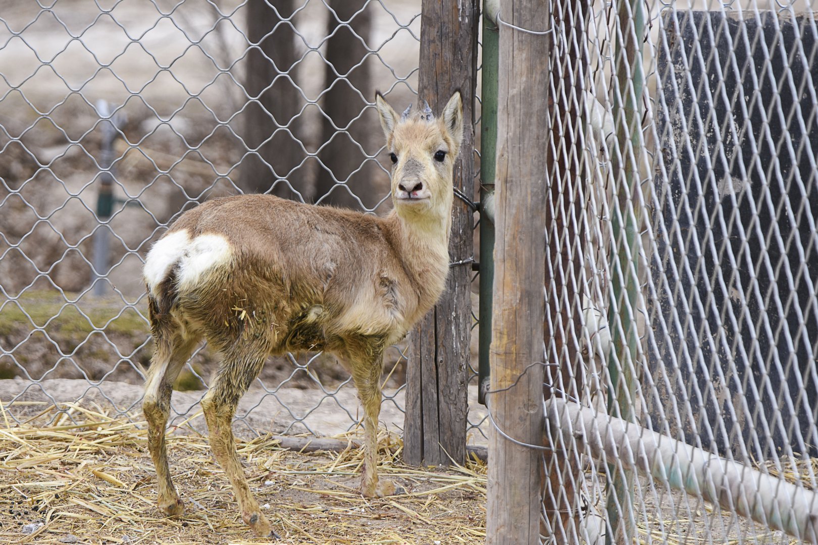 Przewalski's gazelle