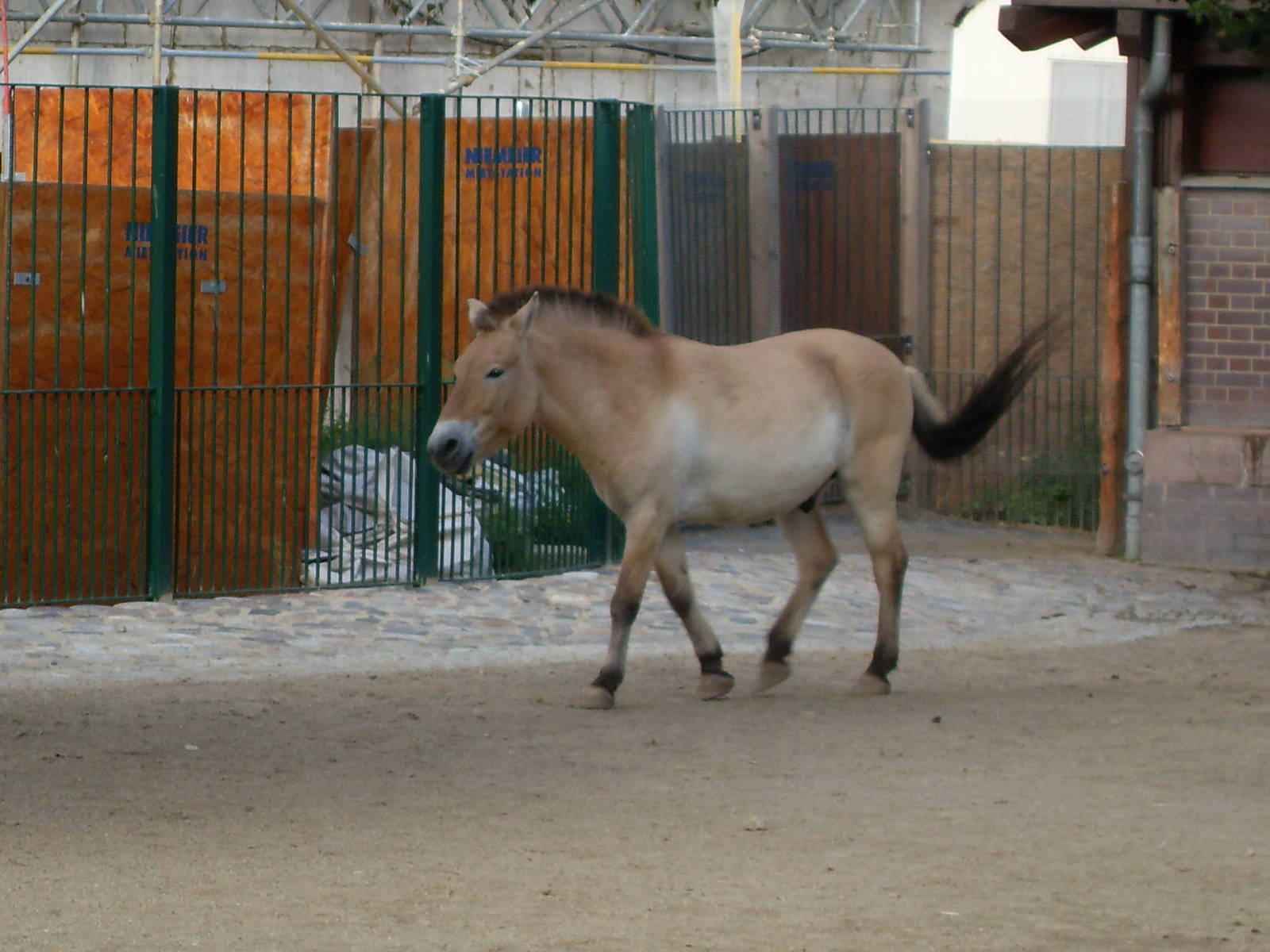 przewalskis horse 030910