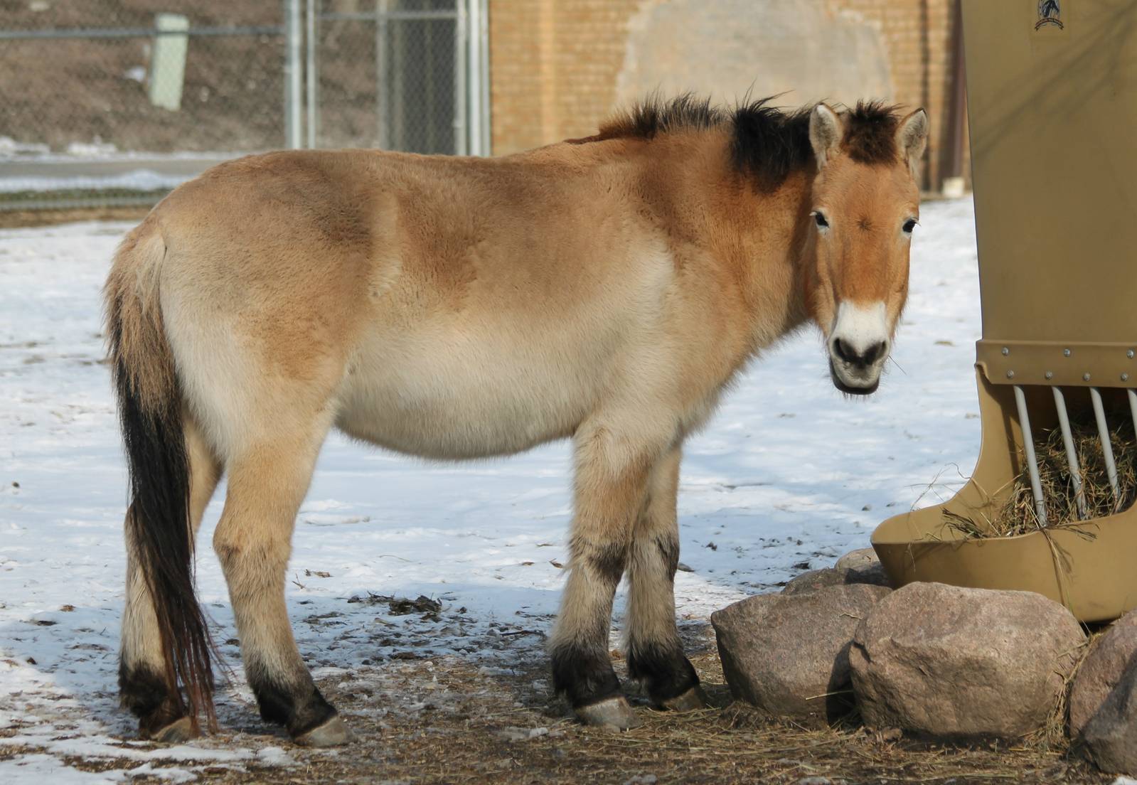 Przewalski's horse - 1/24/16