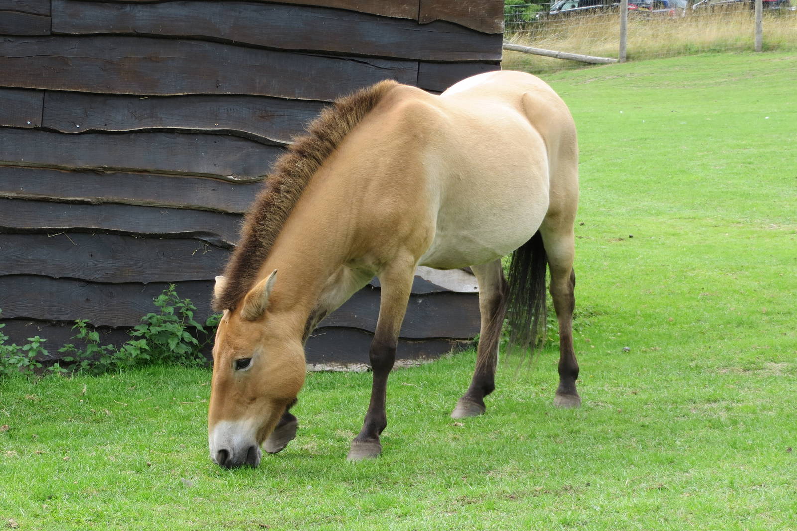 przewalskis horse 120813