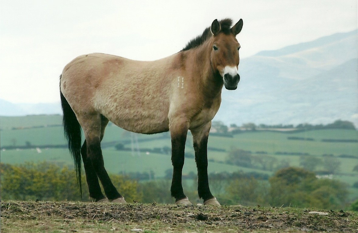 Przewalski's Horse 19th May 2013