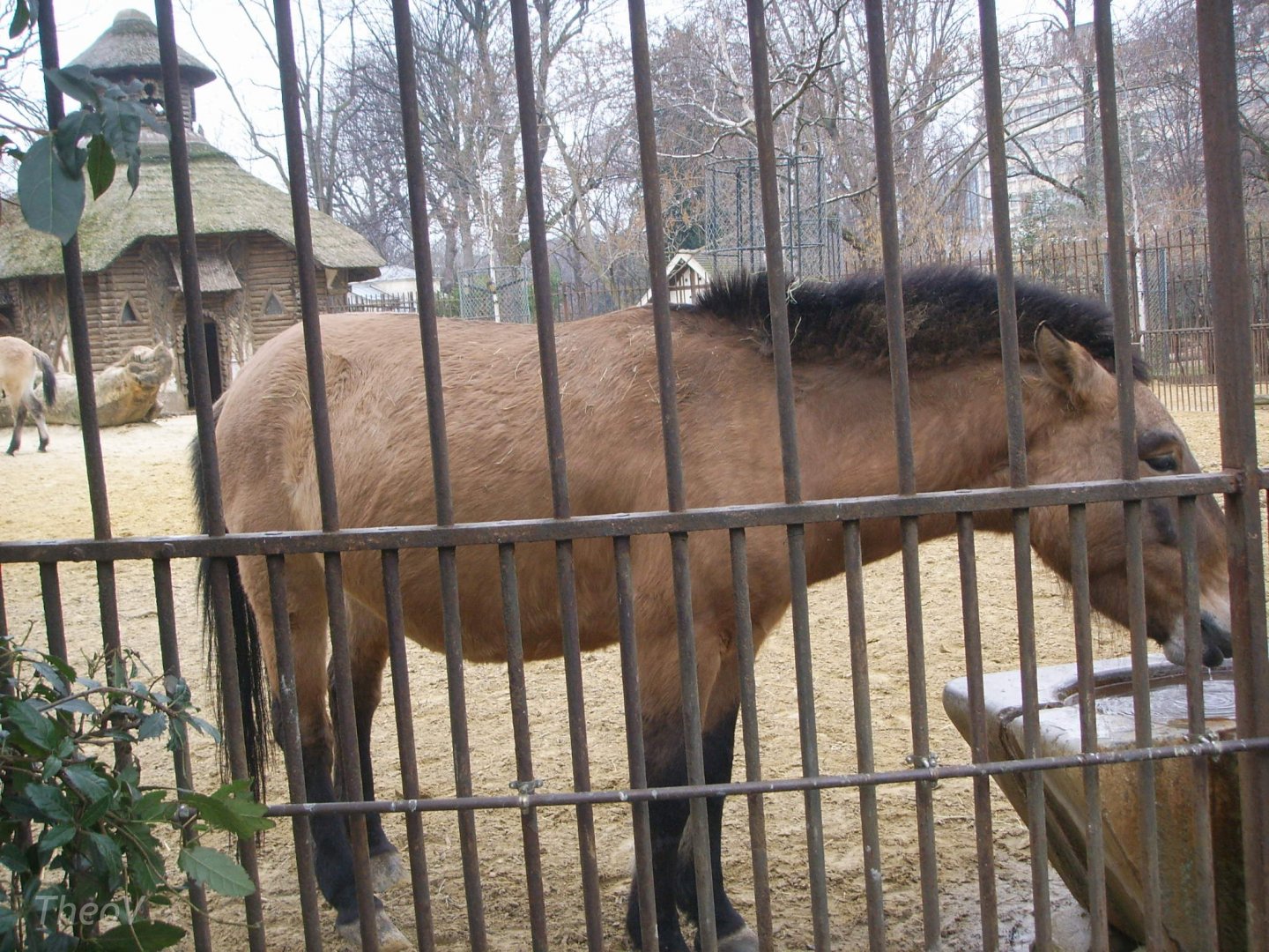Przewalski's horse [2009]