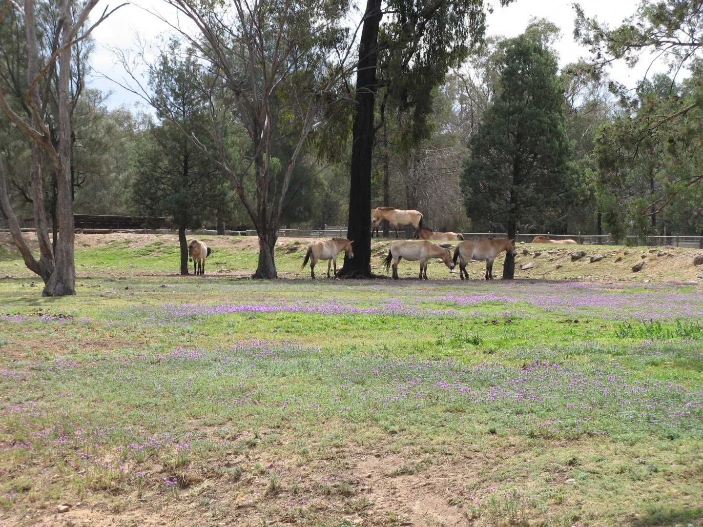 Przewalski's Horse (2009)