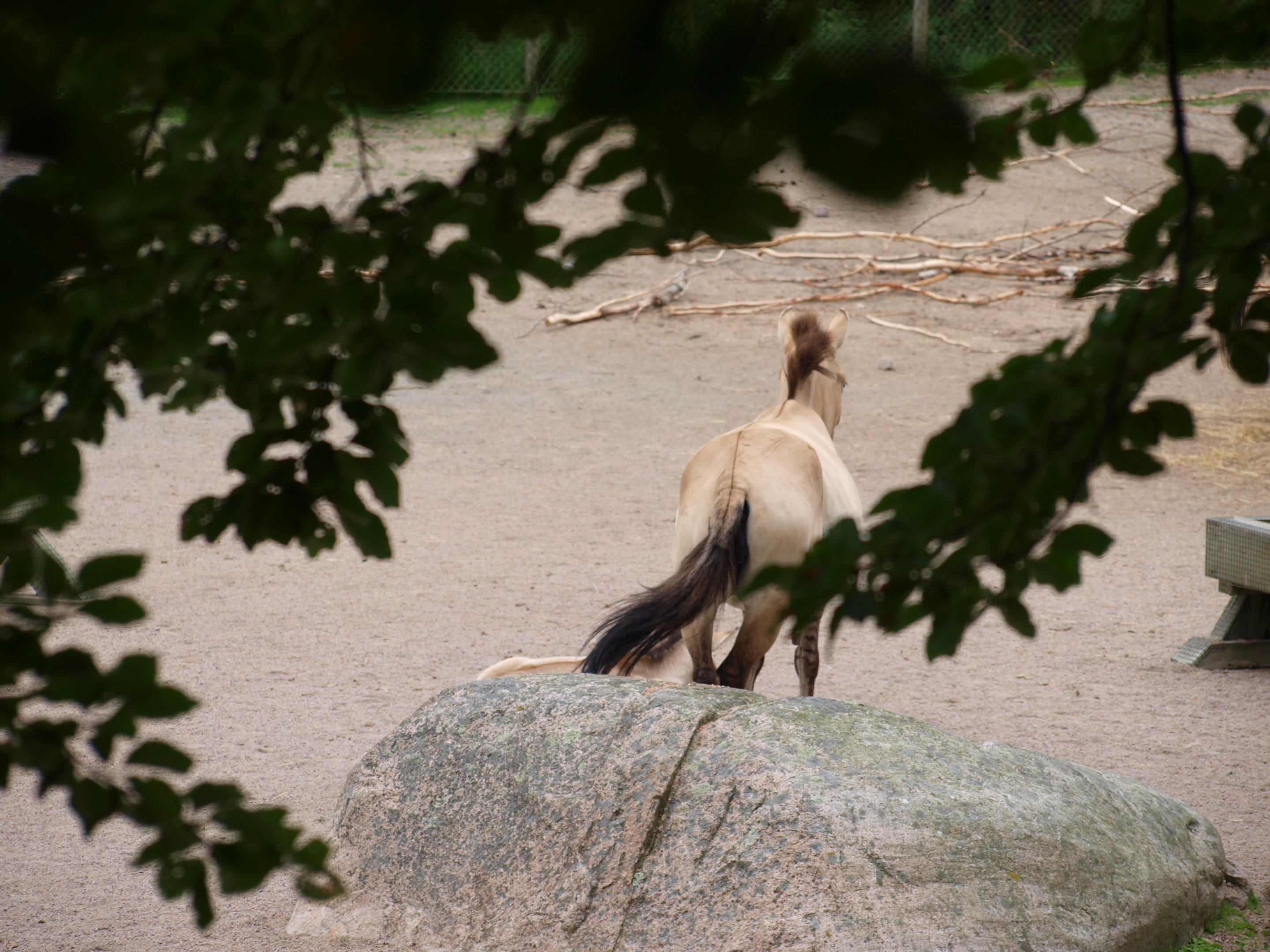 Przewalski’s horse 2011
