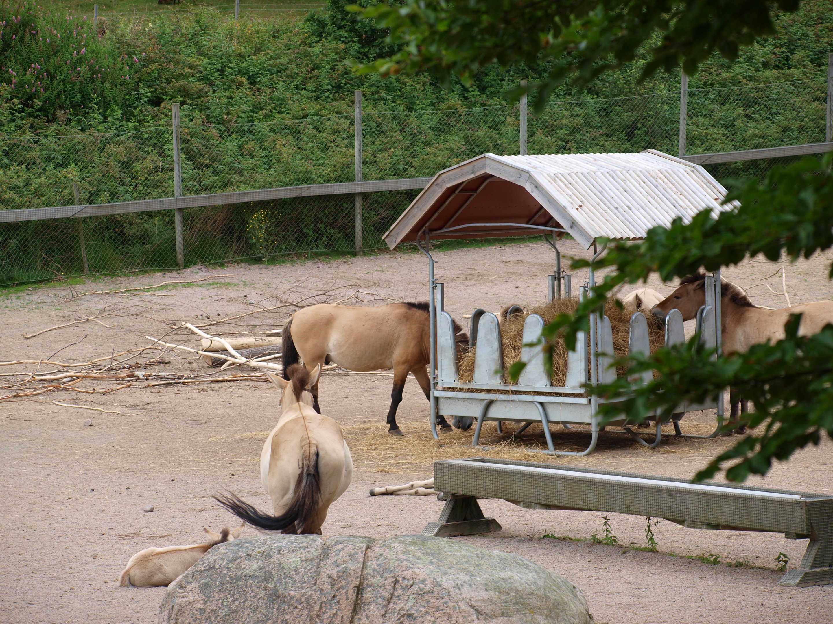 Przewalski’s horse 2011