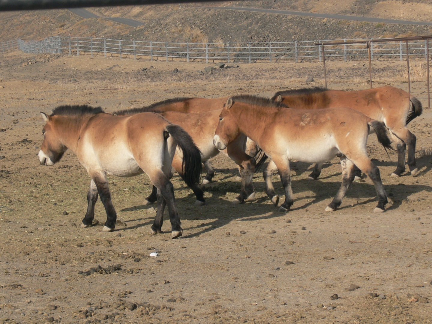 Przewalski's horse 2025/10/26