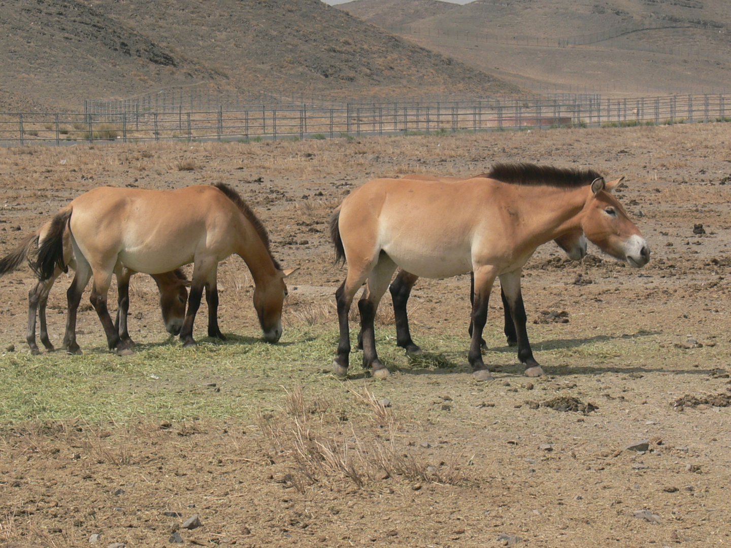 Przewalski's horse 2025/5/5-1