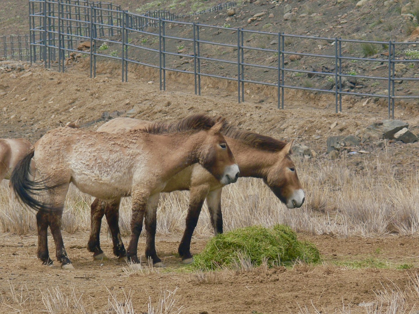 Przewalski's horse 2025/5/5-2