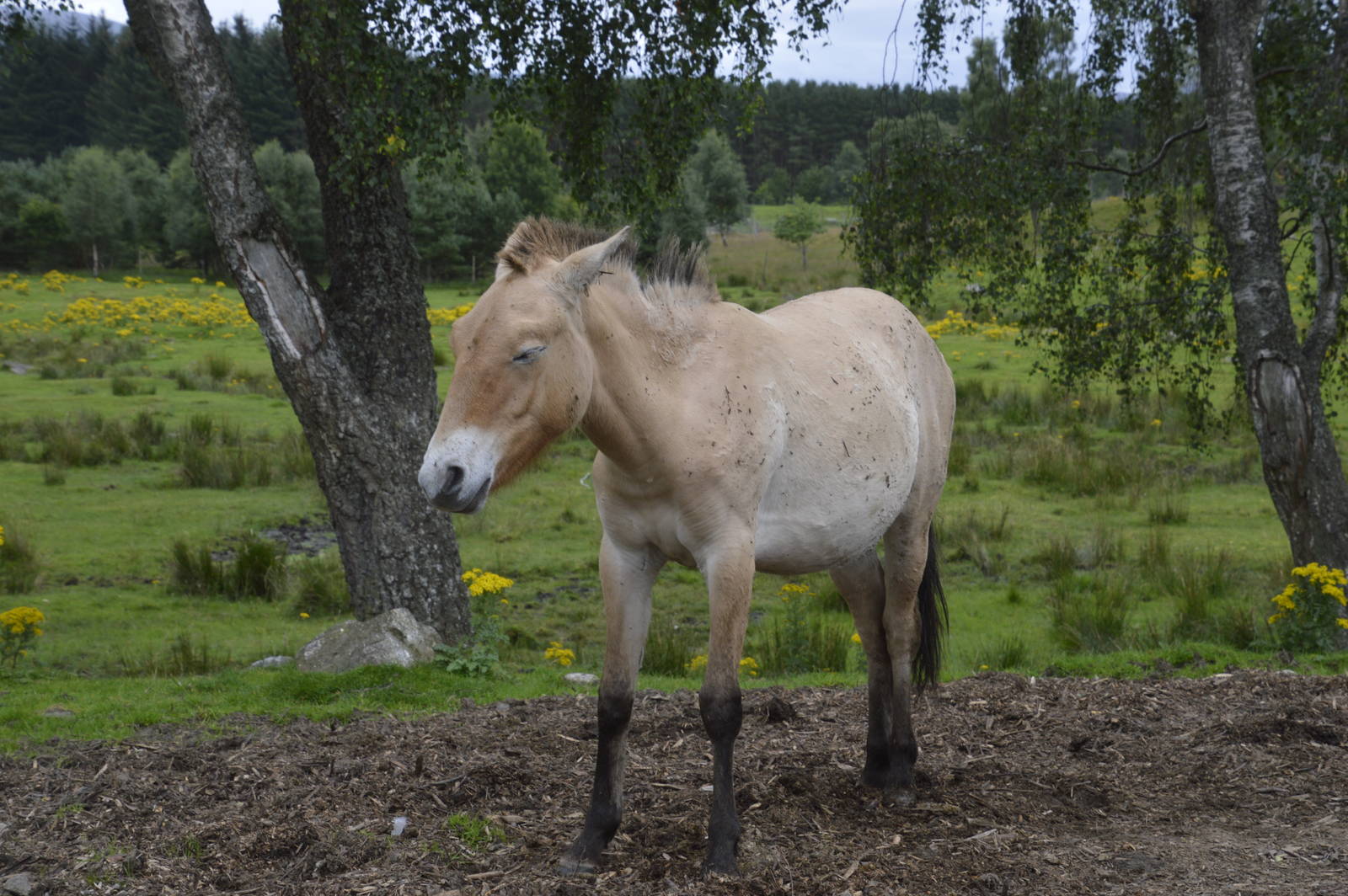 Przewalskis Horse 250815