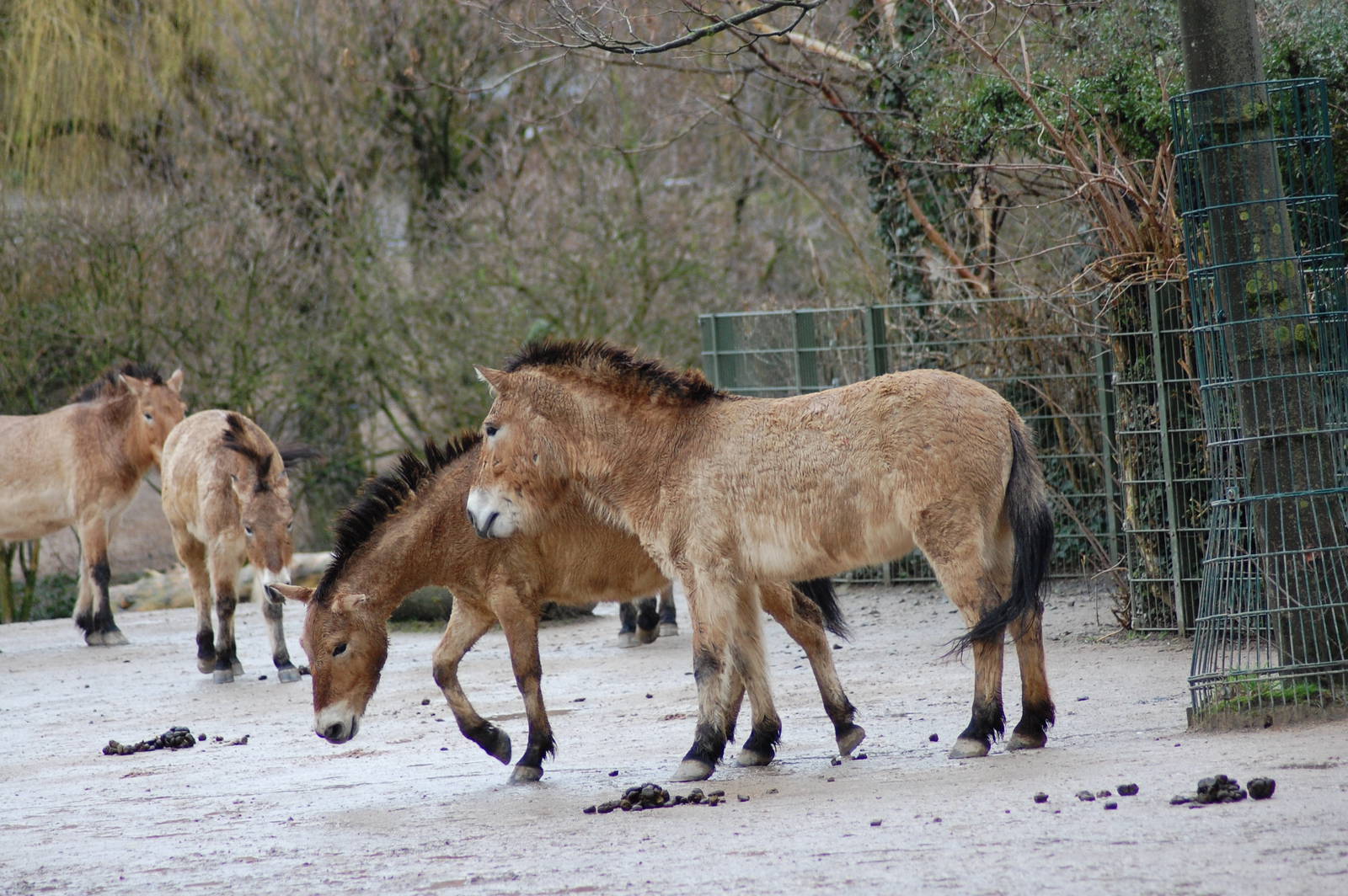 Przewalski's Horse 27-02-2011