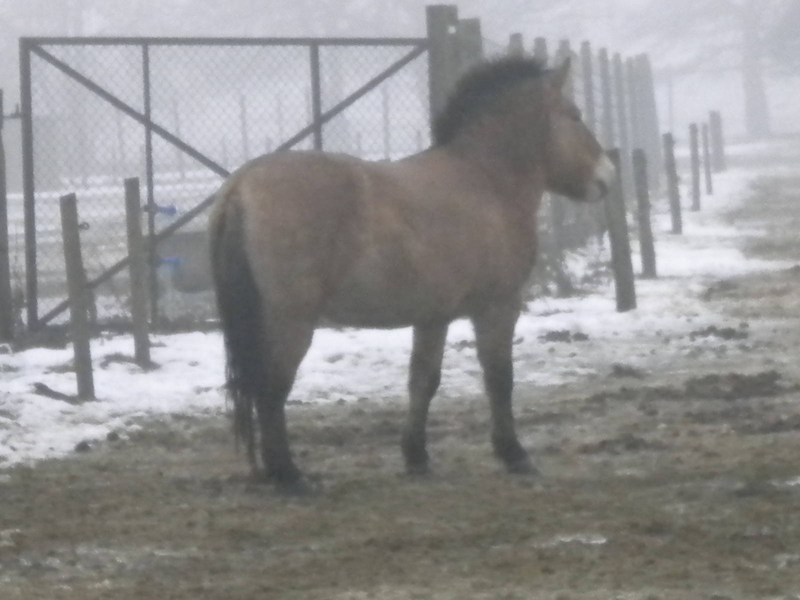 Przewalski's Horse-27/12/10.