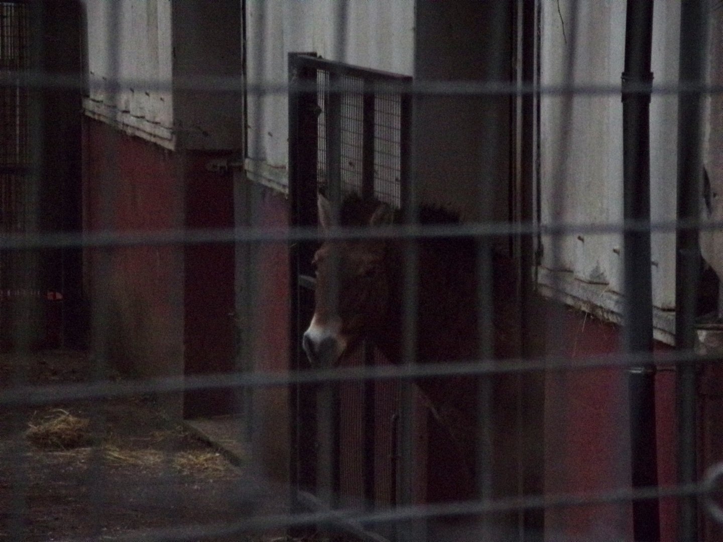 Przewalski’s horse 27.12.24